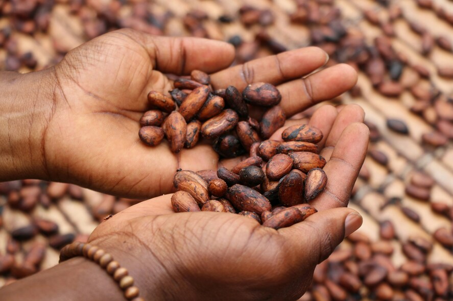 Nº 550 - Aprendiendo el valor de cada grano de cacao