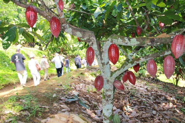 Nº 362 - El cacao, el petróleo de la península de Paria